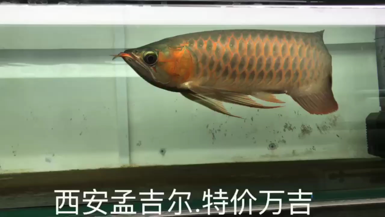 2019北京观赏鱼市场西安孟吉尔渔场