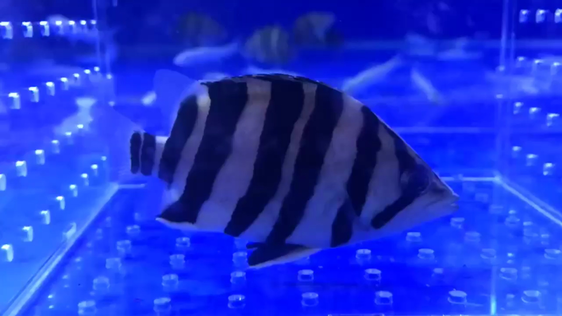 Little short-haired tiger fish