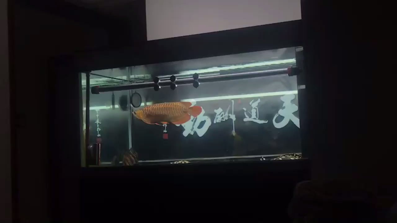 One light effect Slicefish