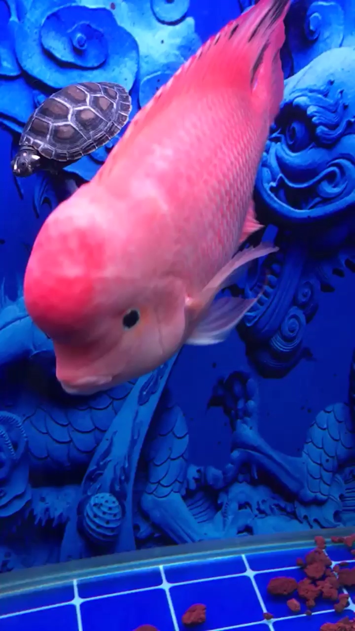 Red-tailed Arowana Novice to sign the first horse