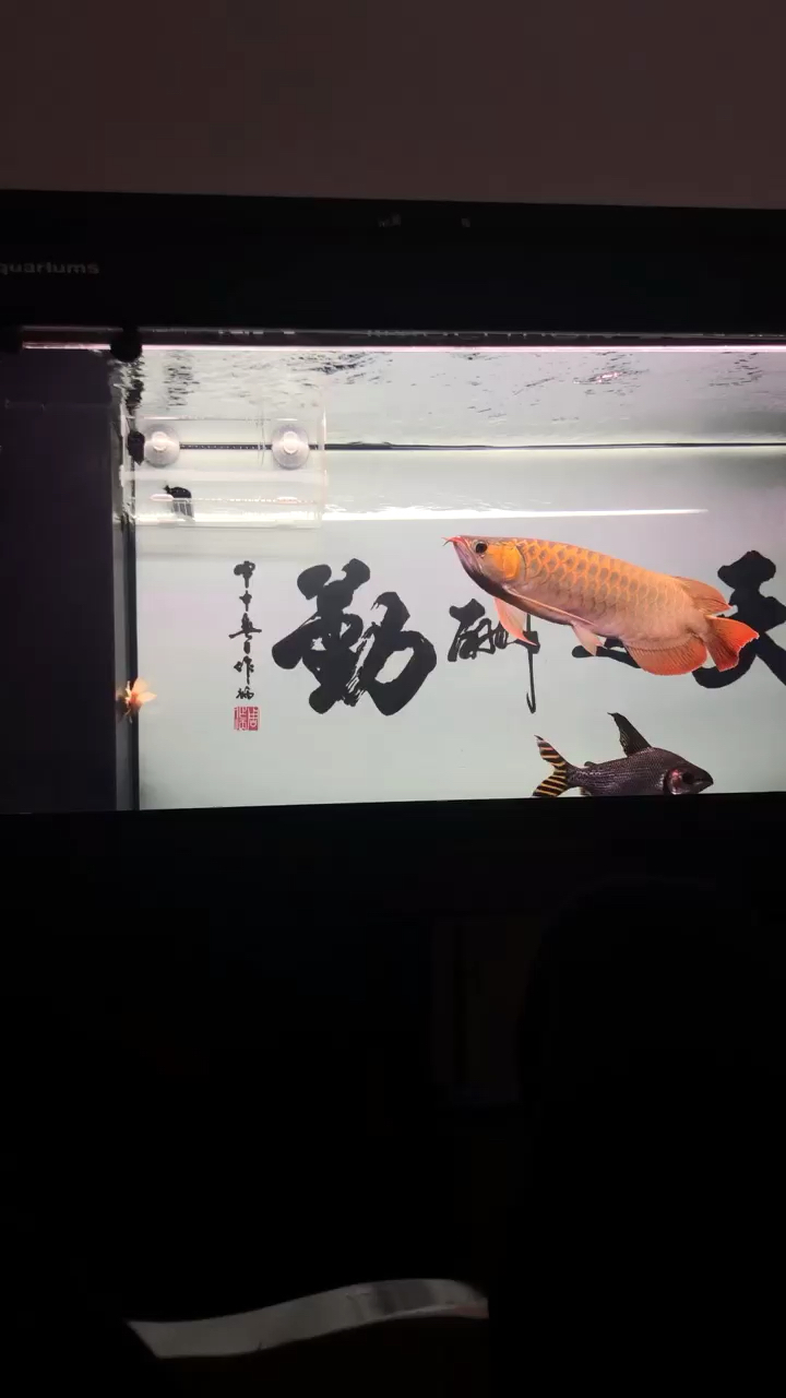 Why is the red dragon fish yellow not red？