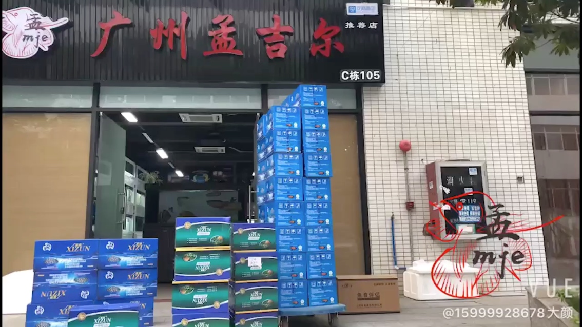 Xi Zun latest batch reached the south China region distributor Silver Edition Fish ASIAN AROWANA,AROWANA,STINGRAY The1sheet