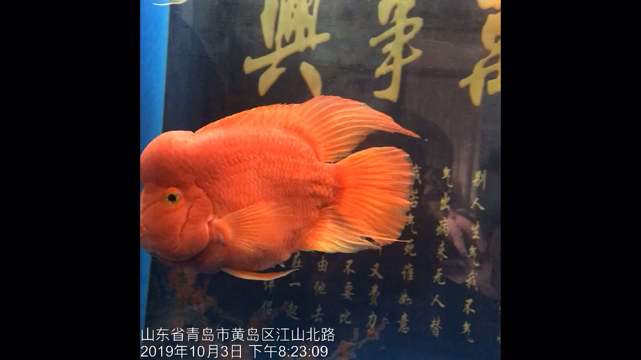 Successfully became the second brother of Cheng Deyun Overback Arowana