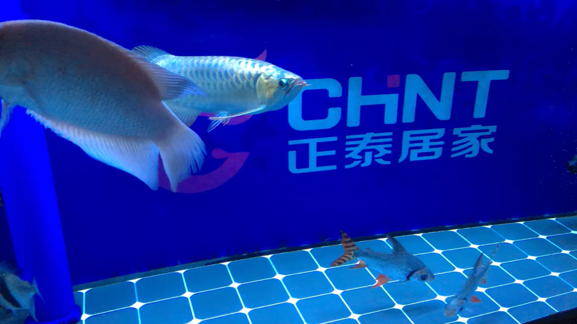 Cichlidae 2019104 Pikonni fish