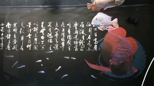 Three Ratfish of the Emperor See the fish angle pressure Flowerhorn Fish ASIAN AROWANA,AROWANA,STINGRAY The1sheet