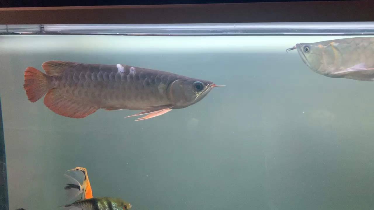 golden arowana priceGolden Arowana Red to insist on two days there with a partner and you