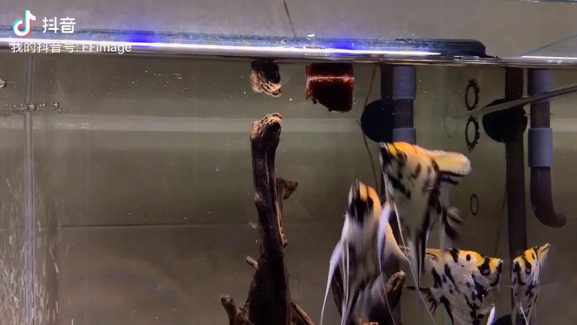 Two days into the cylinder Panda angelfish