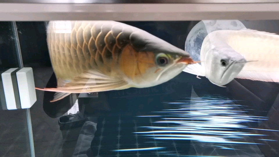 How about Red Dragon？Red can not？ Chili Red Arowana