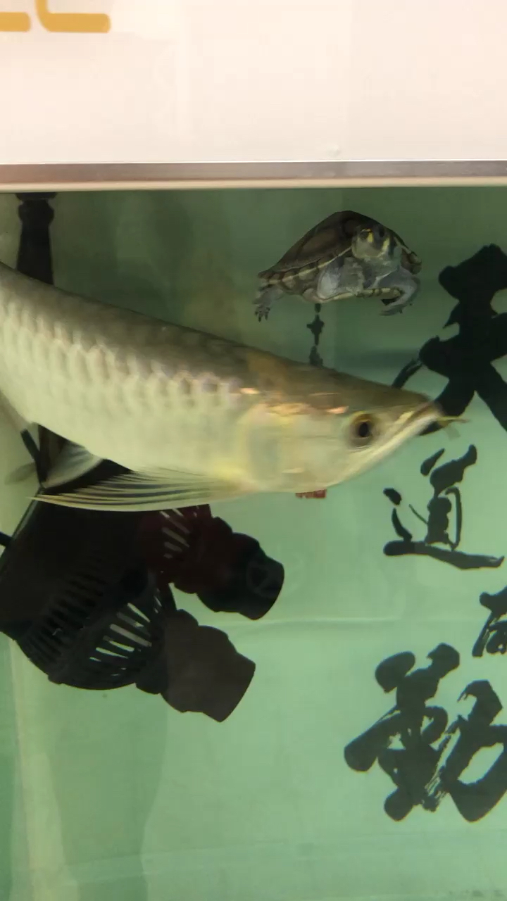 Into the cylinder 28 days Sumatran tiger fish ASIAN AROWANA,AROWANA,STINGRAY The1sheet