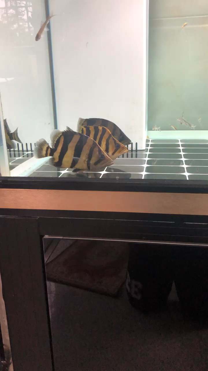 Thai tiger with four lines ALBINO PEARL STINGR