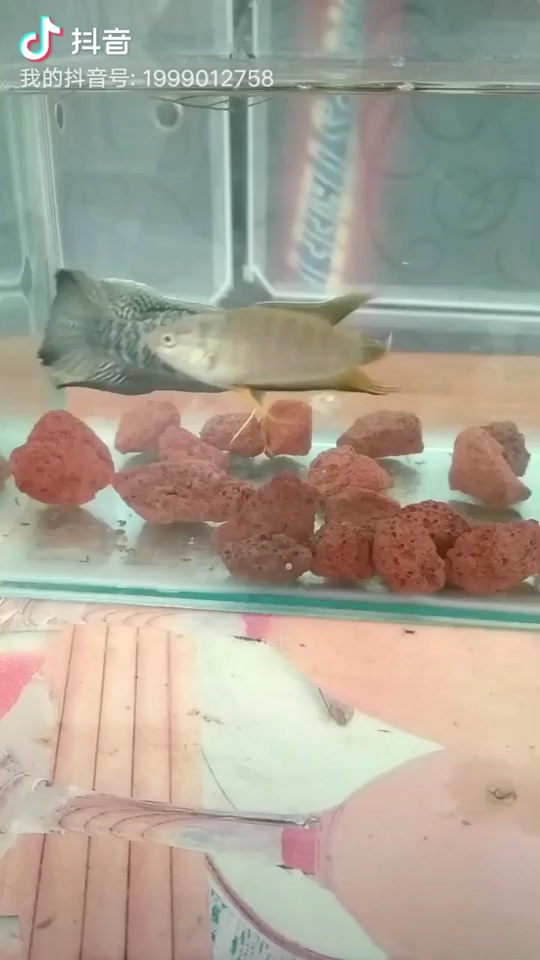 Slicefish Zhongdou Zhanli ended up single raising for 15 days Little fish