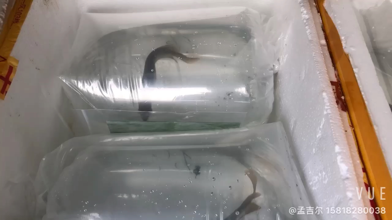 Silver carp of Taipang Sea Mengir meets in Fujian Liaoning