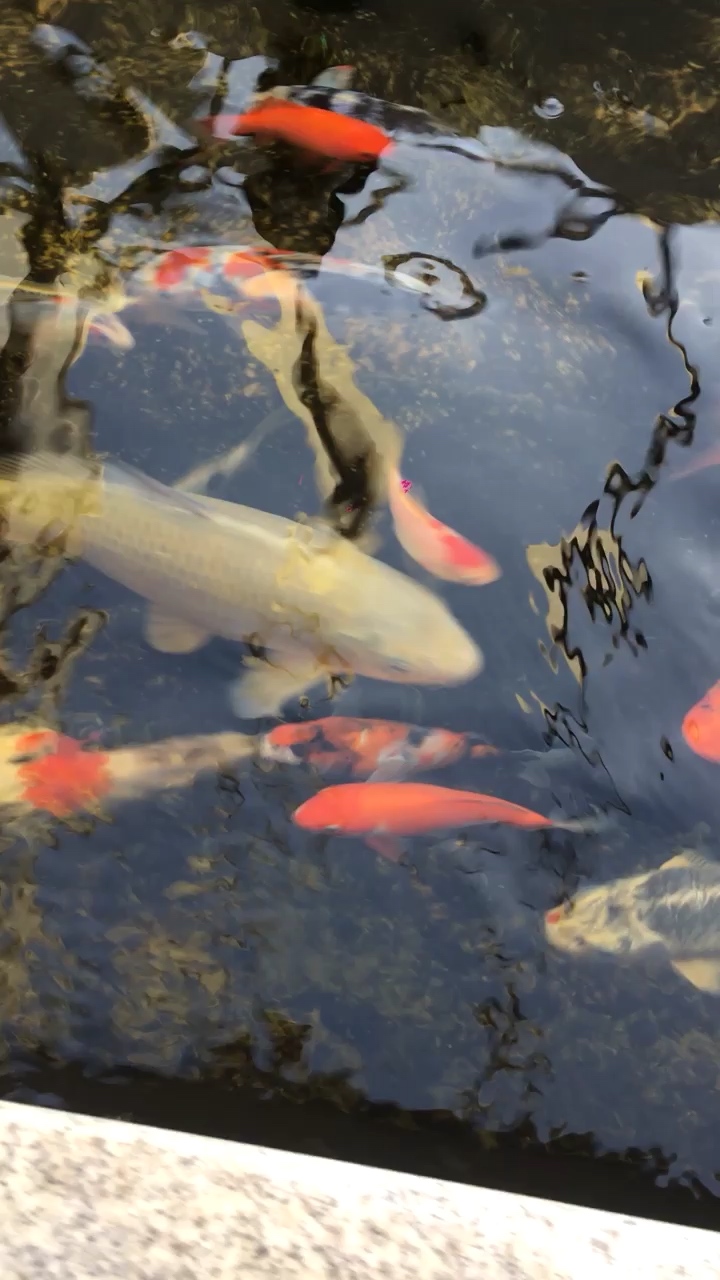 Red-tailed Arowana Daily Record about pigs Zebra duckbill