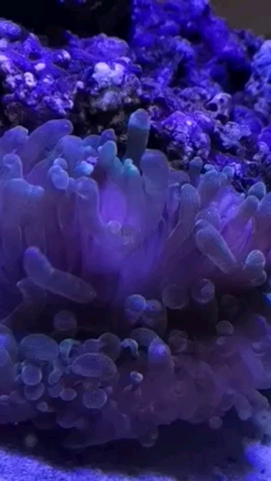 Fresh coral