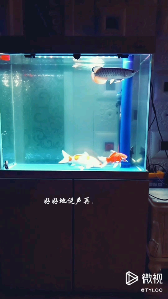 Albino ReArowanad Dragon Fish Its cold and the water is alright Yanbao Food (Yuanbao Phoenix Fish Feed)