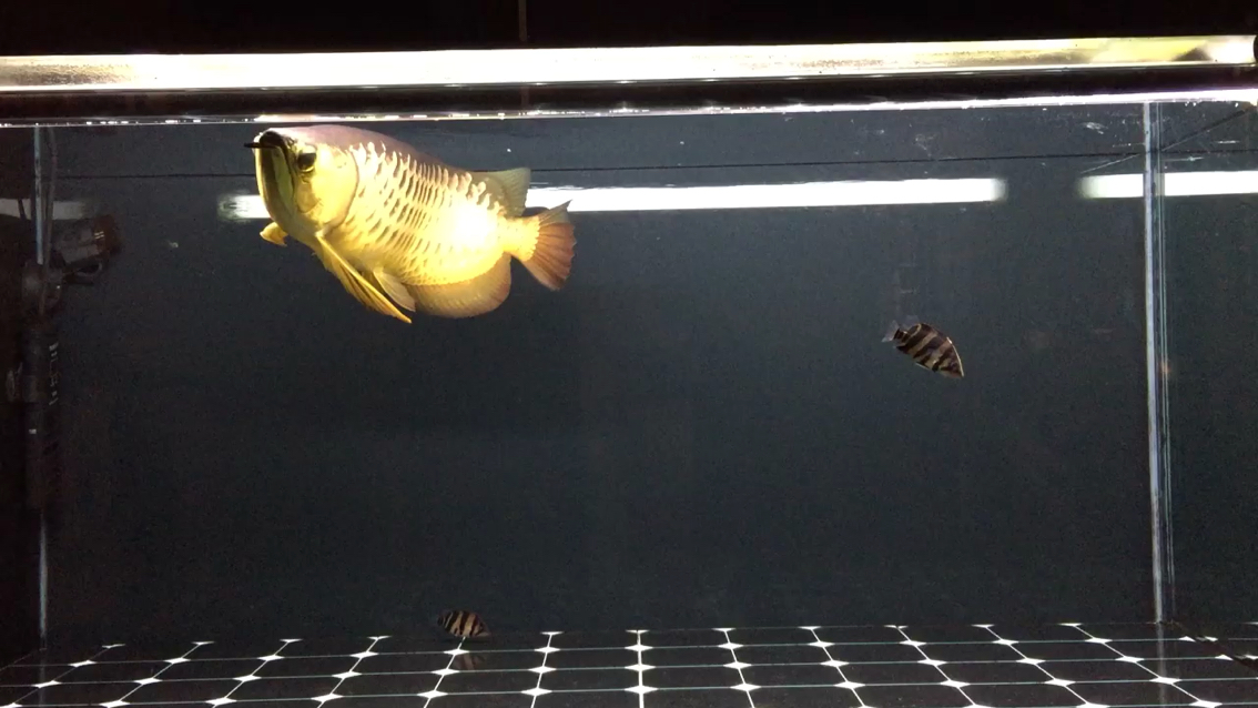 Golden Catfish Refusal to early July has finally spoke up Siamese Tigerfish
