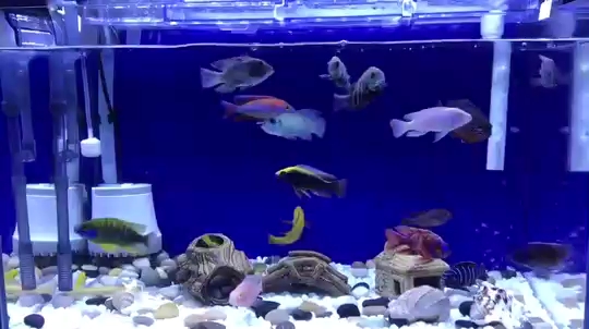 Fish grabbed the baby from