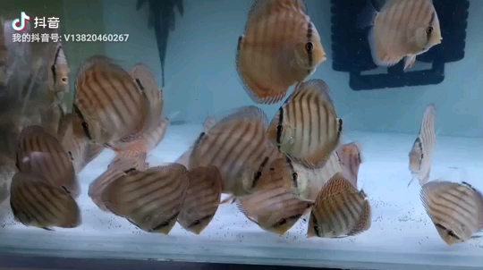 Pearl Stingray Pigs that grew up eating giant fish feed