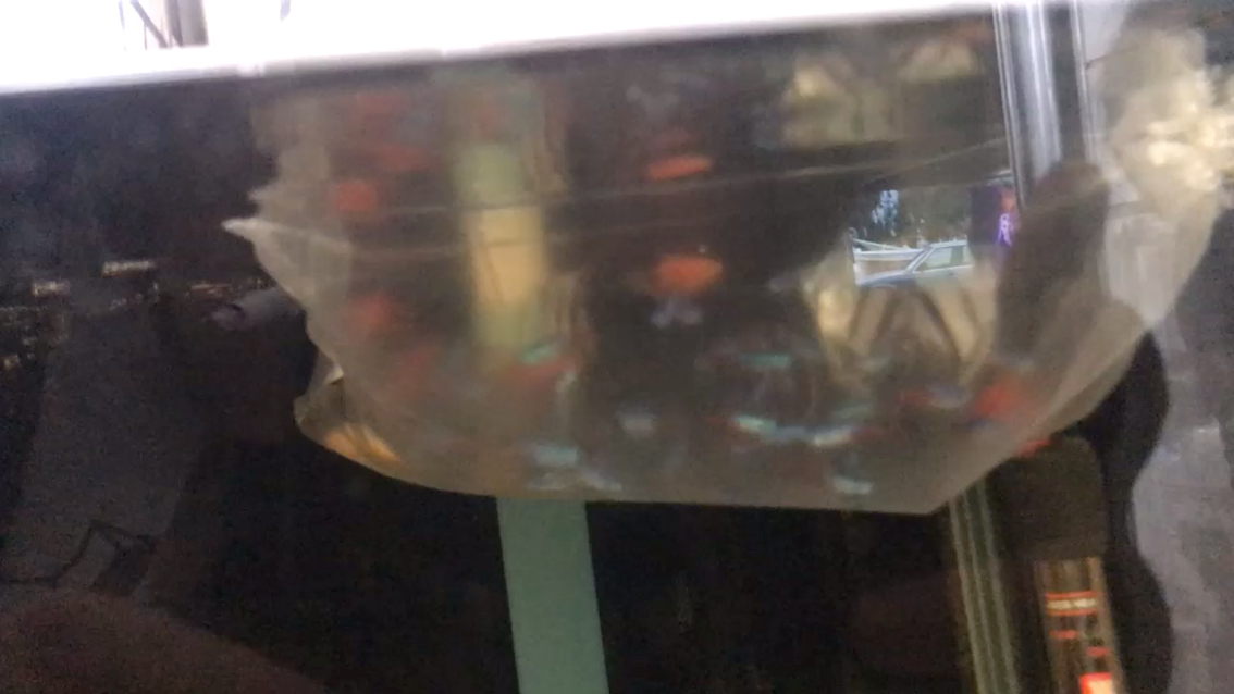 Small Cylinder Lamp Fish
