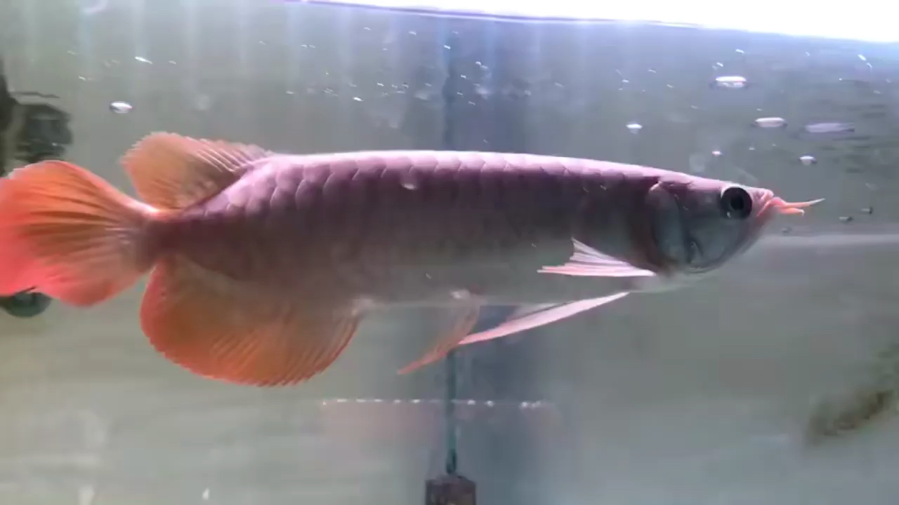 25 cm ultra-pure blood red dragon in Indonesia