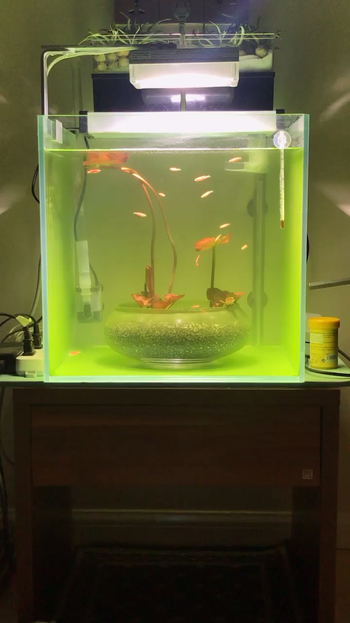 Raising small fish in small tanks