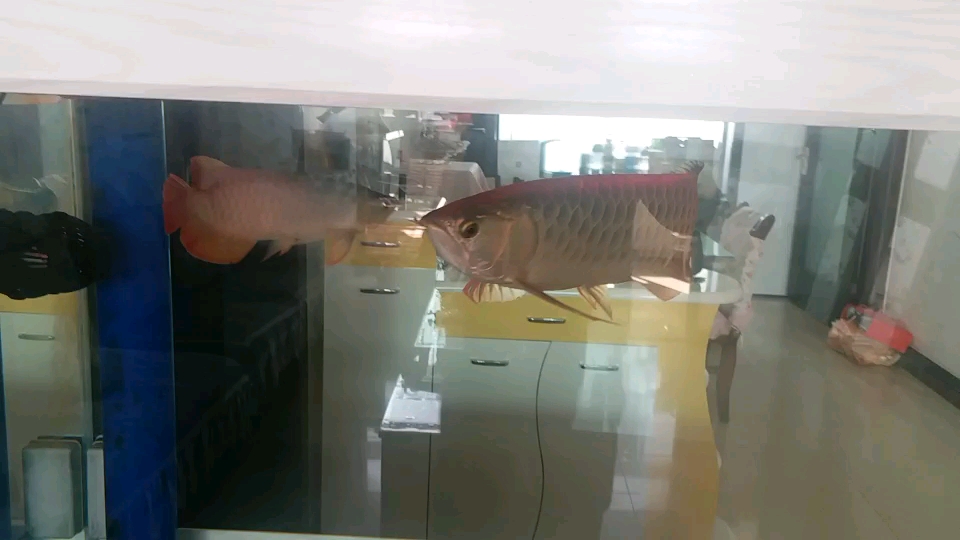 Chili Red Arowana Recently lights on the fight God of Wealth Parrot - God of Red Wealth