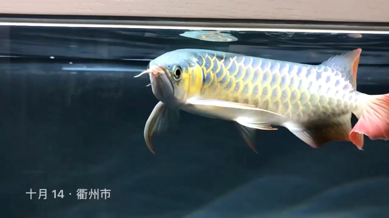 Golden Catfish Big Fin Tail