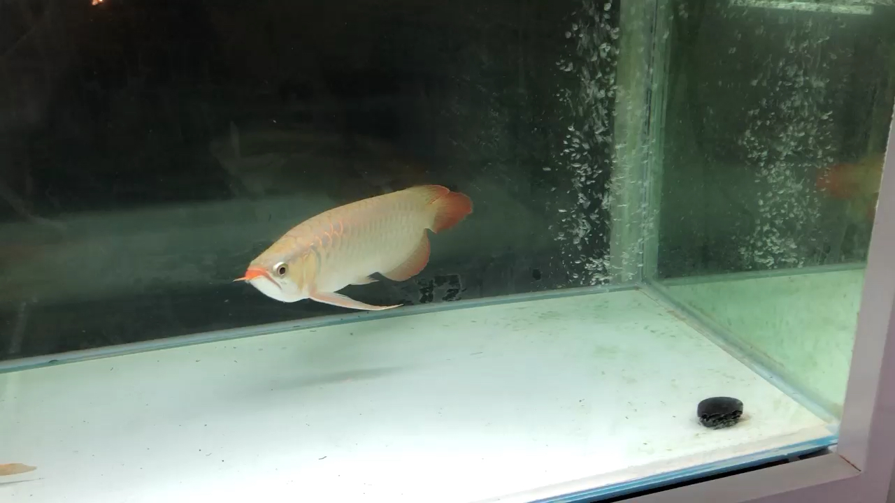 Hit a normal NEC white light Thick frame red dragon fish ASIAN AROWANA,AROWANA,STINGRAY The1sheet