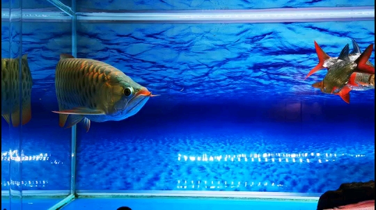 Make a look sidelights Sumatran tiger fish ASIAN AROWANA,AROWANA,STINGRAY The1sheet