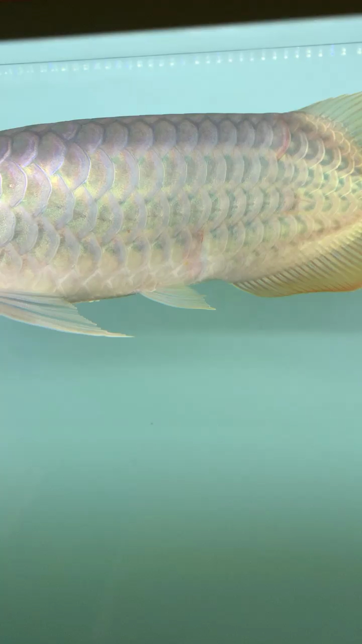 Sianlon New breeds Fish How the scales Arowana Farm
