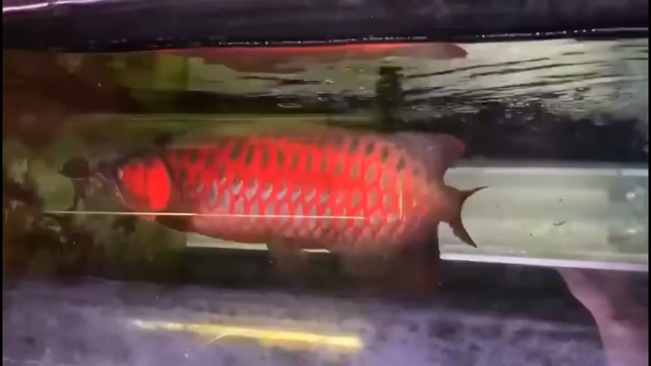 Good fish Kowloon Tank (Dragon Fish Tank)