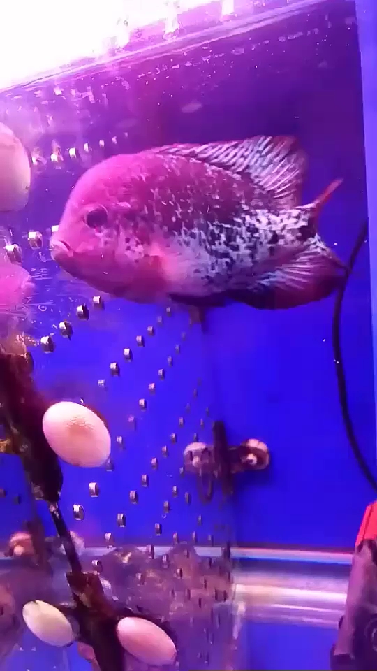 Little fish Peacock King