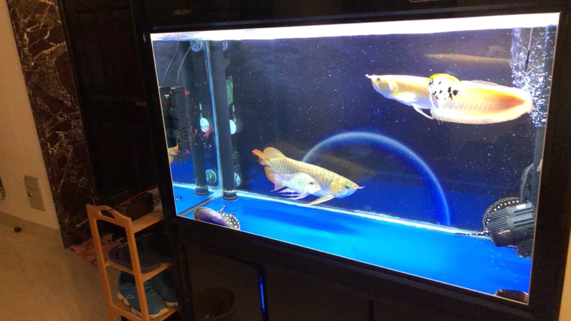 My family of 2 fish tanks