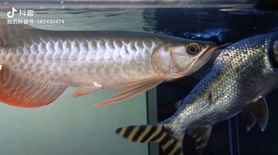 Siamese Tigerfish Home record at 100 days Coarse Silver Plate ASIAN AROWANA,AROWANA,STINGRAY The1sheet