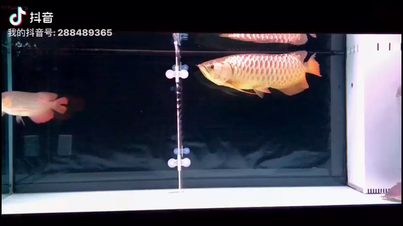 24k Golden Arowana Pointing pointing how can partition took