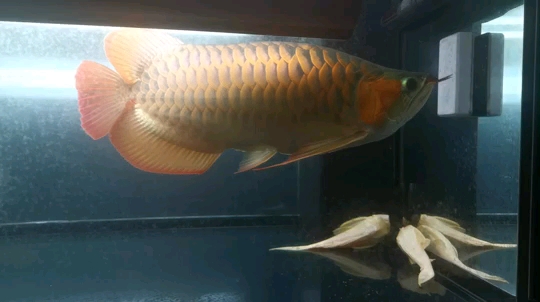 Albino duckbill Updated at 1 year and a half recording