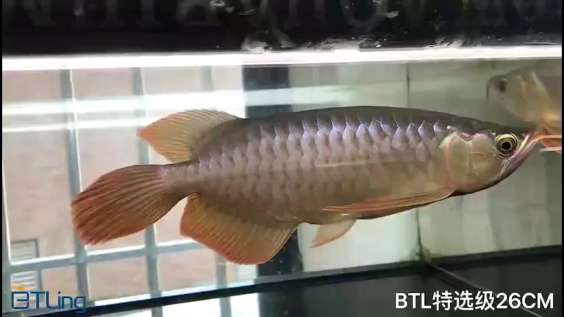The price-performance ratio BTL Red Dragon Black Cloud Fish