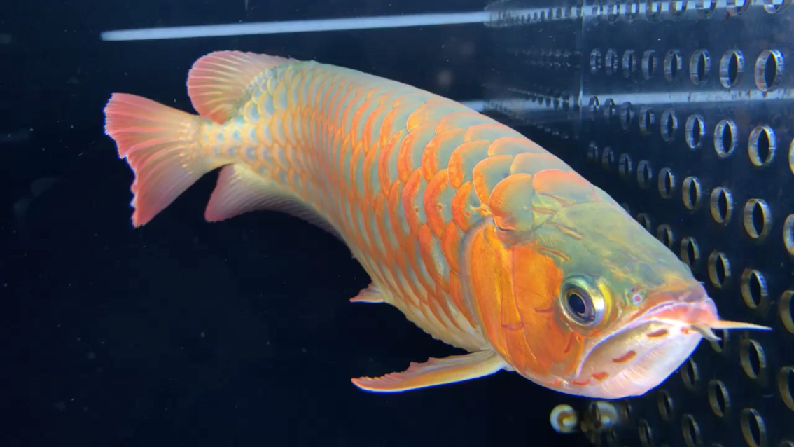 Sianlon New breeds Fish Cold weather good color