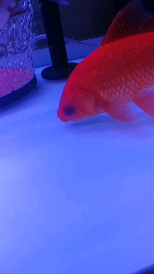 Which God knows how big the fish eyes？The same question three Orange Red Arowana