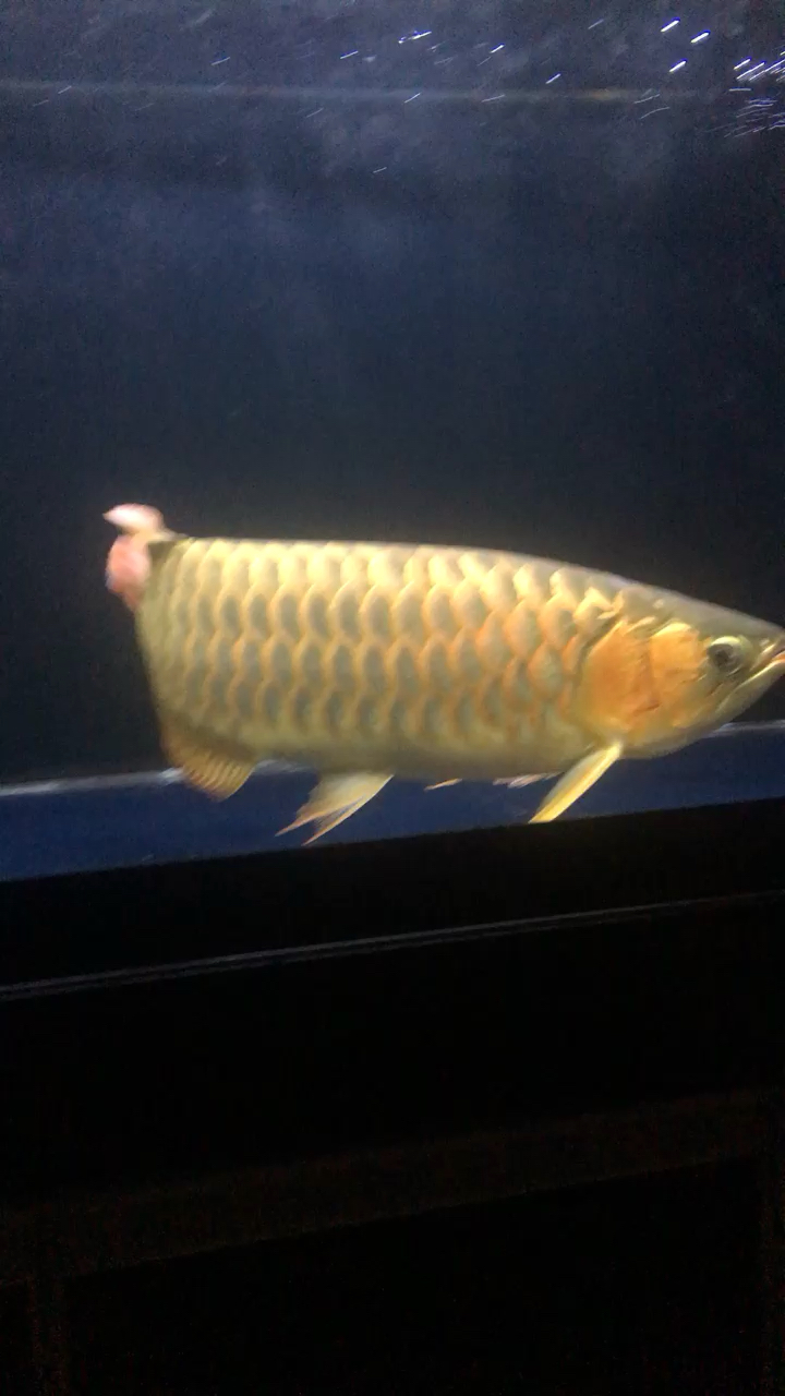 Now we are beginning to use heating rods yet GOLDEN AROWANA Food for Sianlon Fish Farm