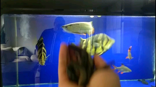 tropical fish Tiger-San Mahone taking fried sound of water