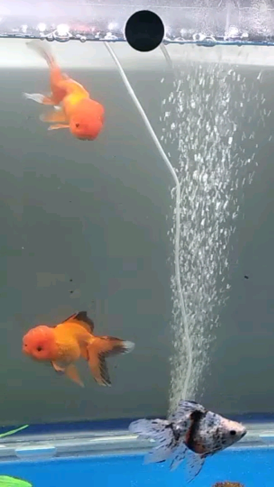 Arowana Stingray Tiger Fish Office fish tank