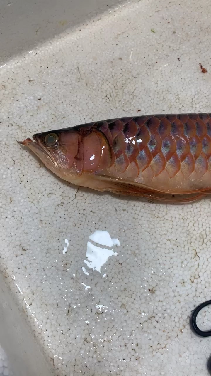 If you dont sell good fish put it in the refrigerator Arowana Farm