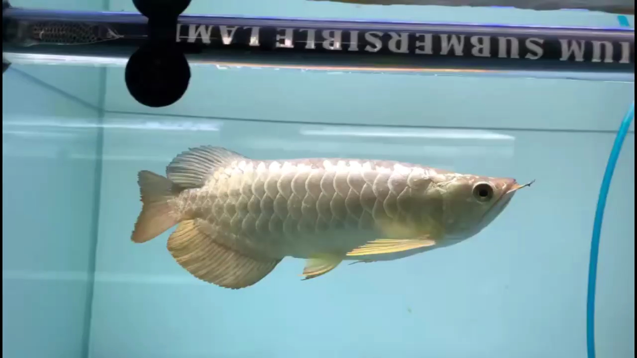 24k Golden Arowana Will he be the most expensive sapphire？ Red Eye, White Seed, Yellow Flower and Yinlong
