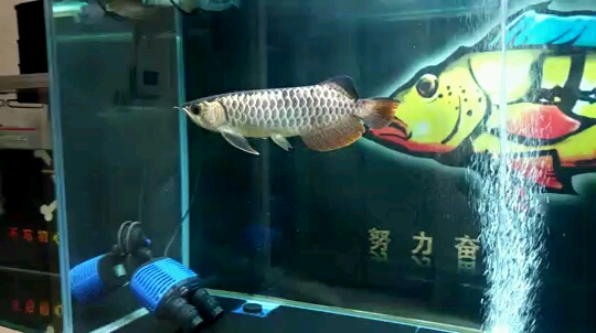 Albino ReArowanad Dragon Fish Additional feedback from a trial of Water Purifier