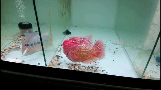 Thin frame red dragon fish Good fish with good lights