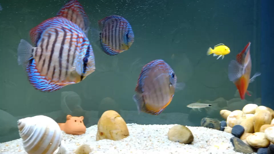 Share pet angelfish