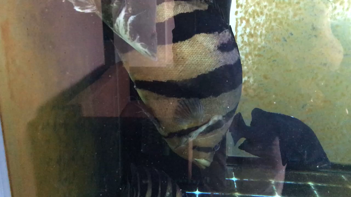 Silverfish Taihu handstand is good Piscilla hairy