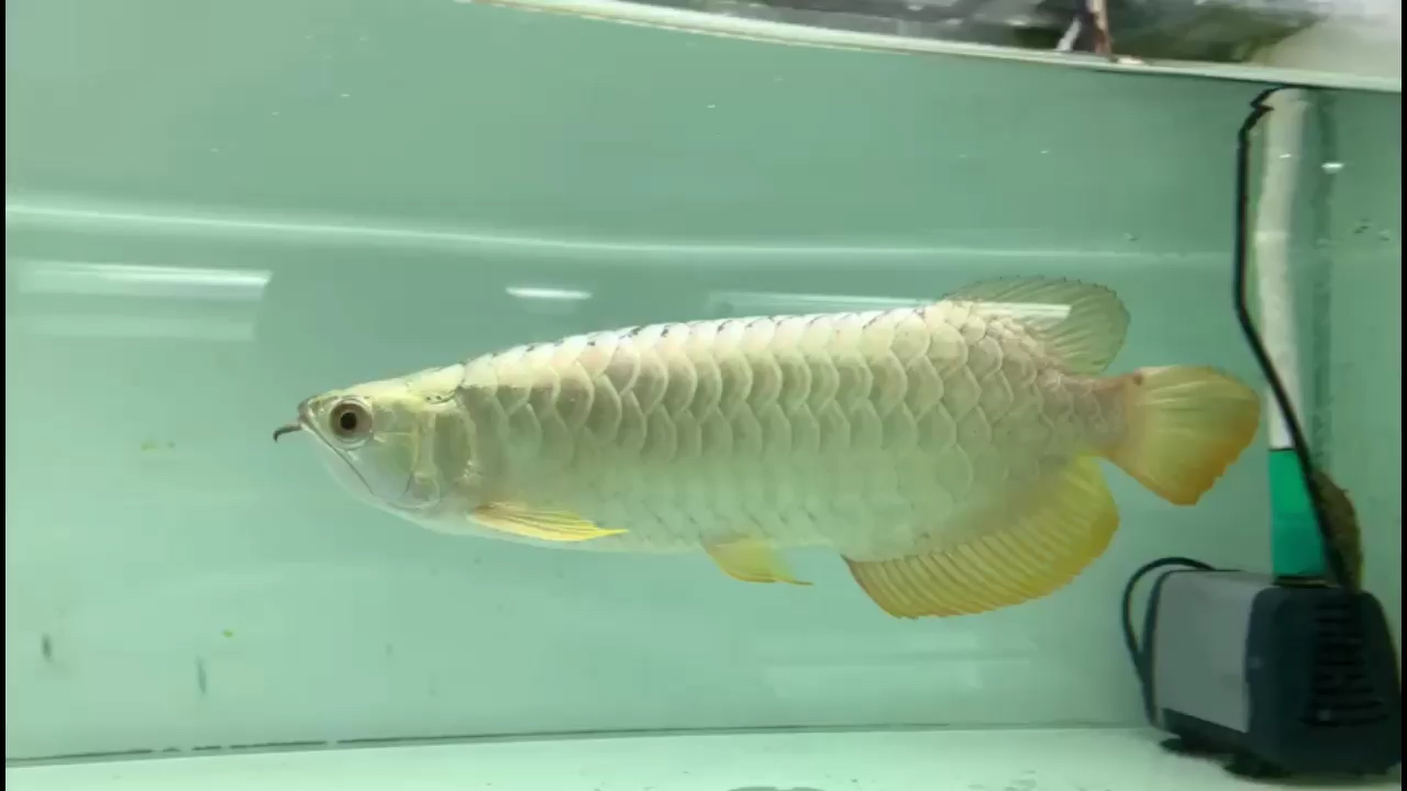 Overback Arowana What kind of fish can attract you？