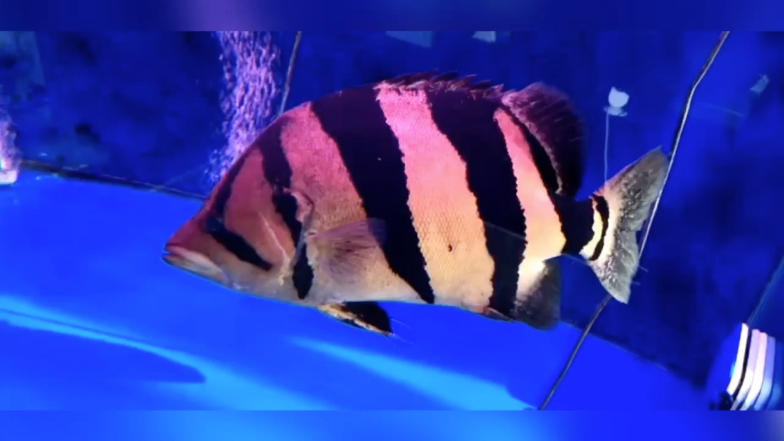 Xu Yuyou said-Tiger Fish Wholesale of aquarium tanks